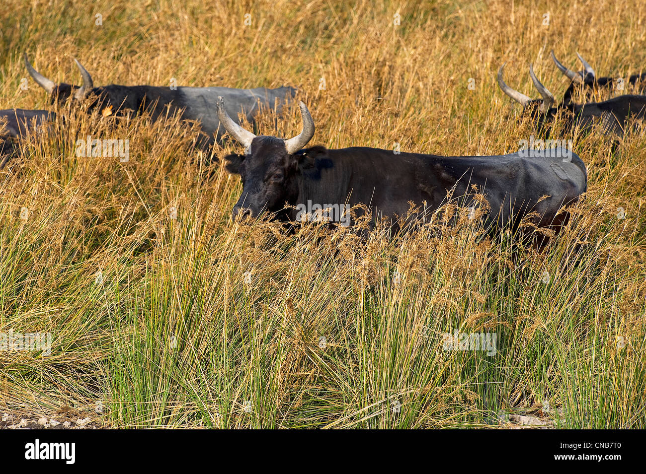 Bouches-du-Rhône, Frankreich, Camargue, der Camargue-Bull genannt Biou de Camargue ist eine wilde und gefährliche Tier, die das ganze lebt Stockfoto