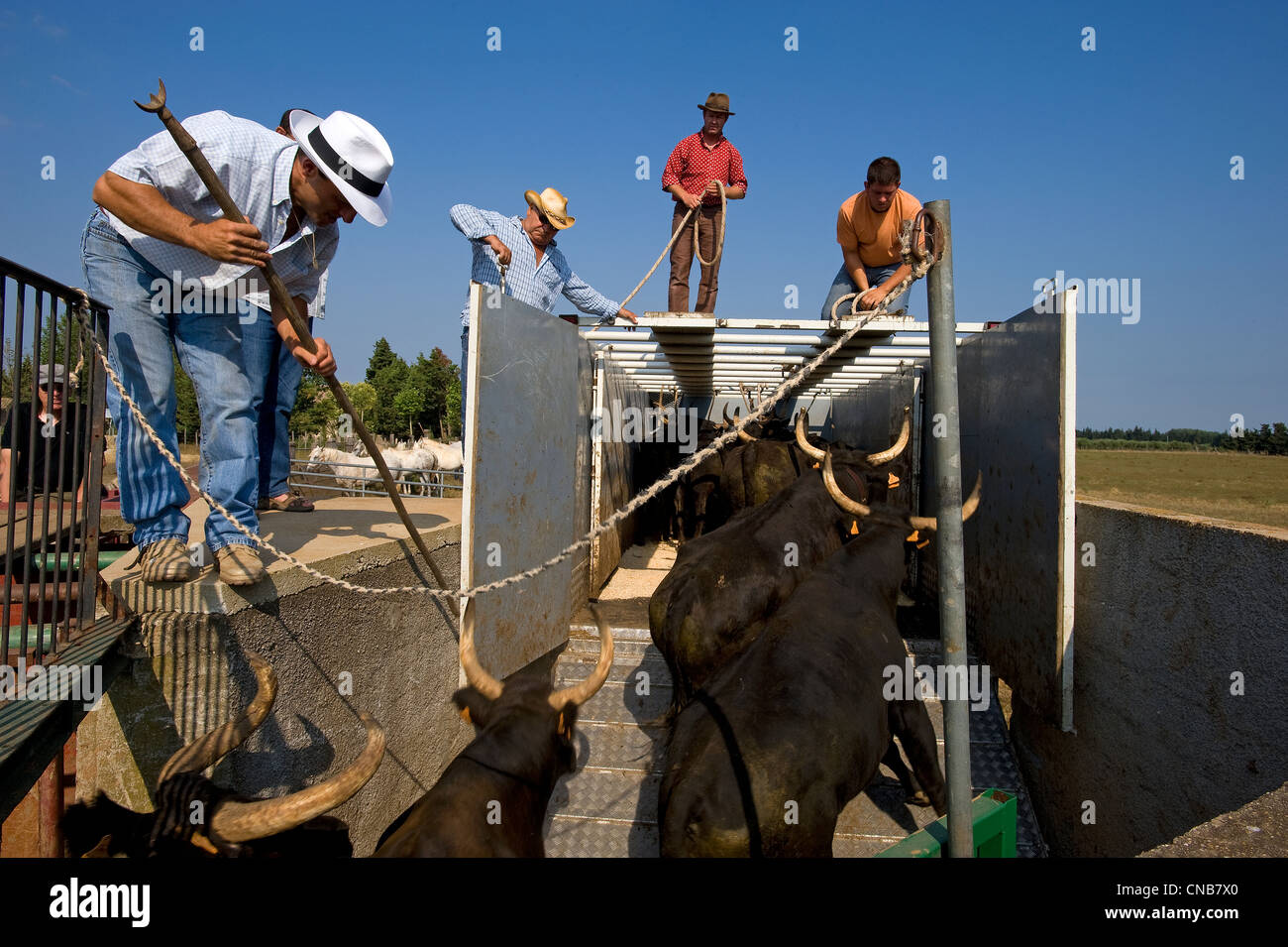 Generac, der Camargue-Bull genannt Biou de Camargue, Camargue, Gard, Frankreich ist eine wilde und gefährliche Tier, die alle lebt Stockfoto