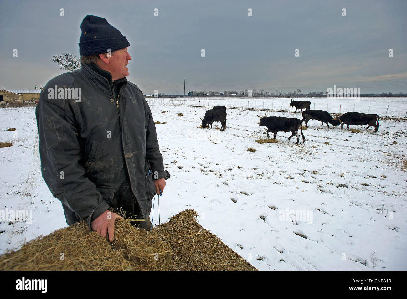 Frankreich, Gard, Petite Camargue, Le Cailar, der Camargue-Bull genannt Biou de Camargue ist eine wilde und gefährliche Tiere, Stockfoto