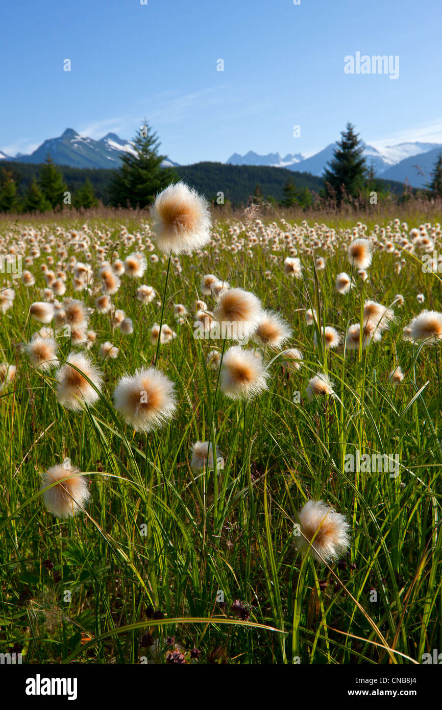 Alaska Wollgras in den Feuchtgebieten Mendenhall, Juneau, Alaska Southeast, Sommer Stockfoto