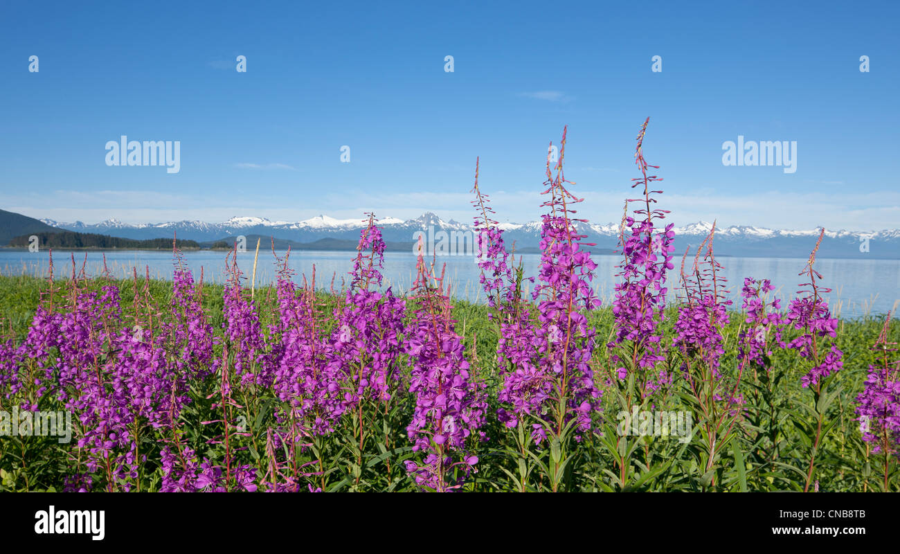 Weidenröschen Blüten entlang der Küste am Eagle Beach in der Nähe von Juneau, Alaska Southeast, Sommer Stockfoto
