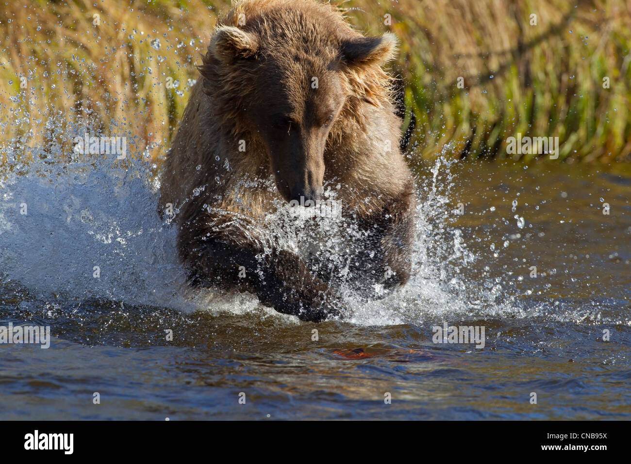 Brauner Bär jagt Lachs in Grizzly Creek, Katmai National Park and Preserve, Südwest-Alaska, Sommer Stockfoto