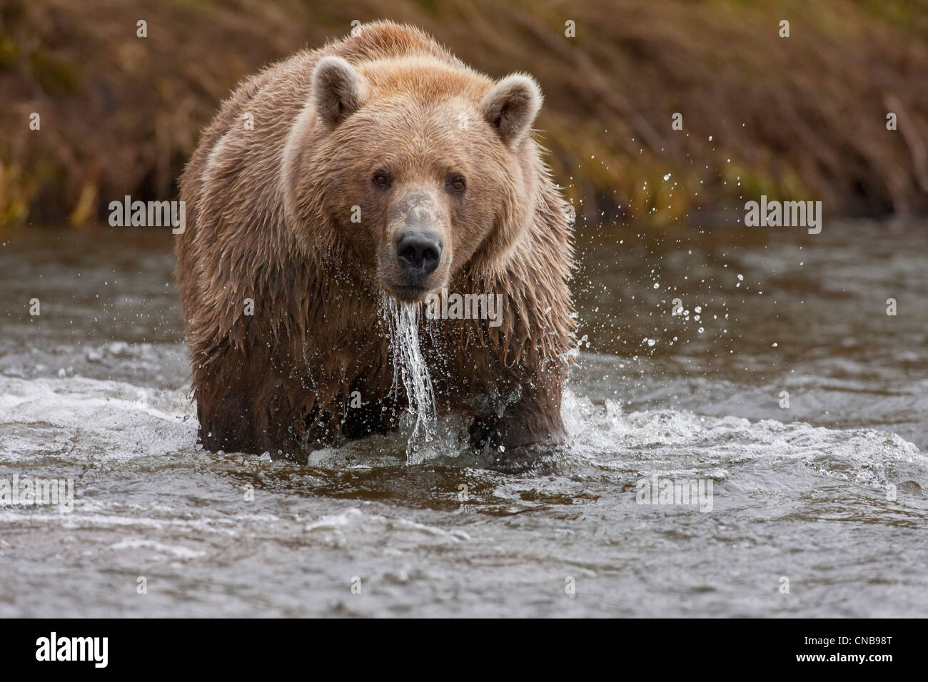 Braunbär-Fischerei auf Lachs, Grizzly Creek, Katmai-Nationalpark und Konserve, Südwest-Alaska, Sommer Stockfoto