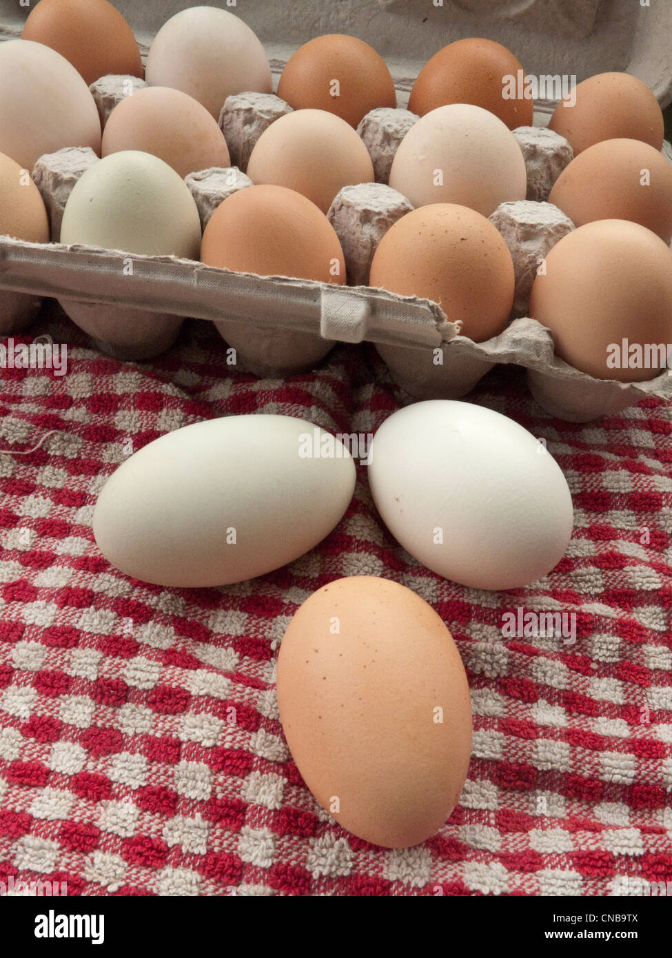 Nahaufnahme von frischen, lokal produzierten Hühnereiern im Karton Eierkarton Stockfoto