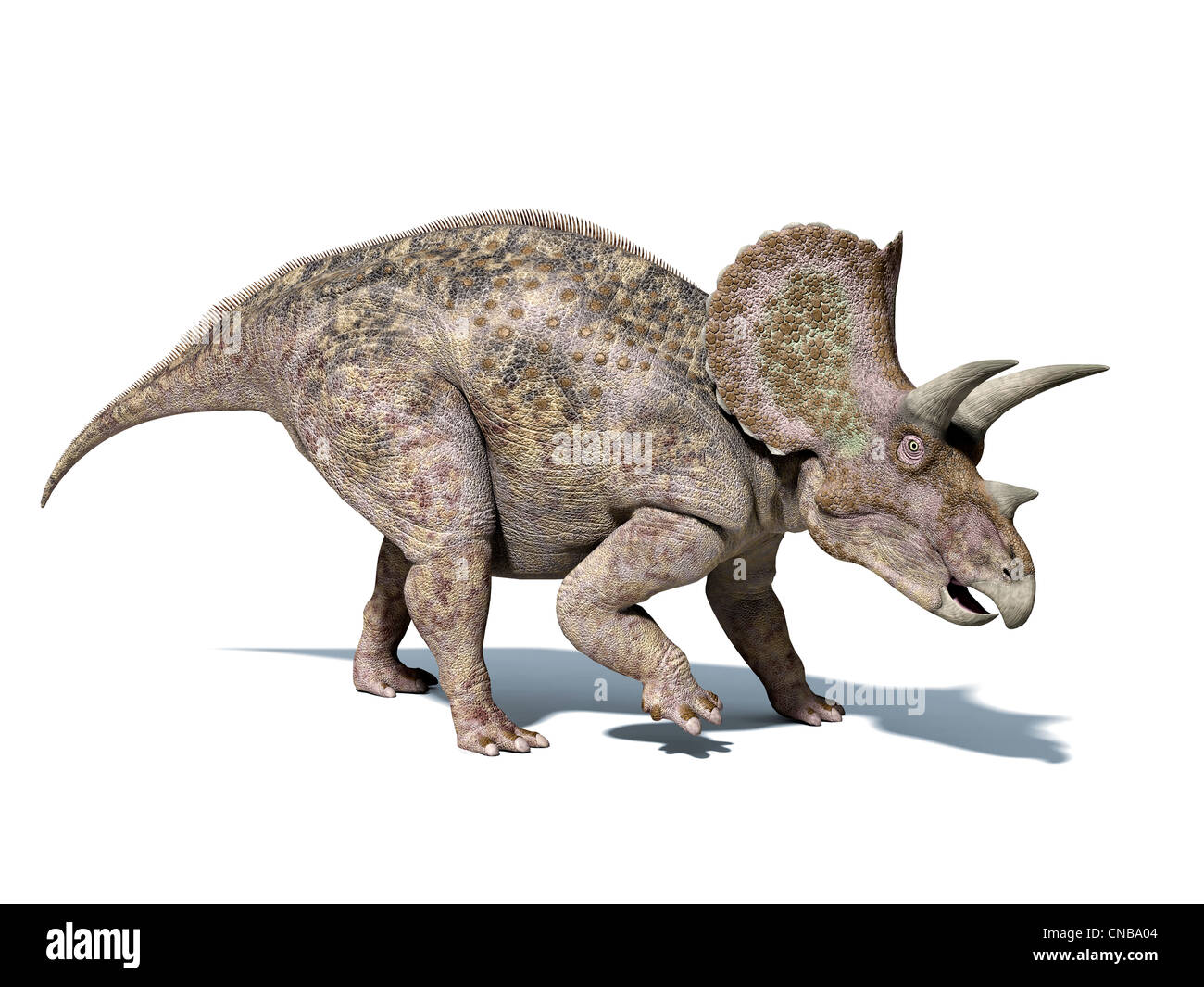 Triceratops Dinosaurier, sehr ausführlich und wissenschaftlich korrekt. isoliert auf weißem Hintergrund mit Beschneidungspfad. Stockfoto