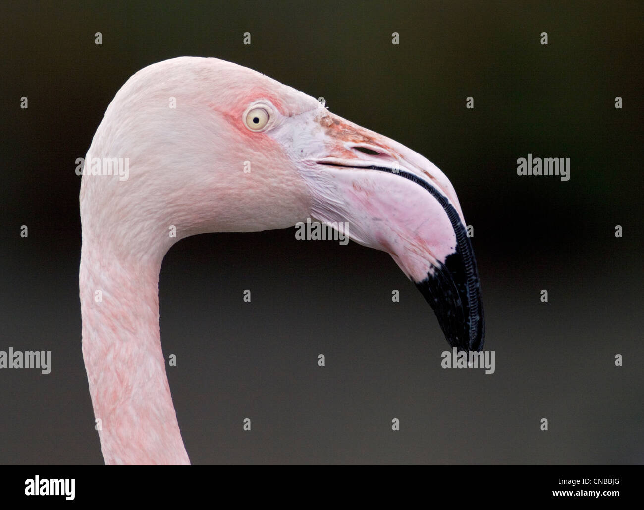 Rosaflamingo (Phoenicopterus Roseus) Stockfoto