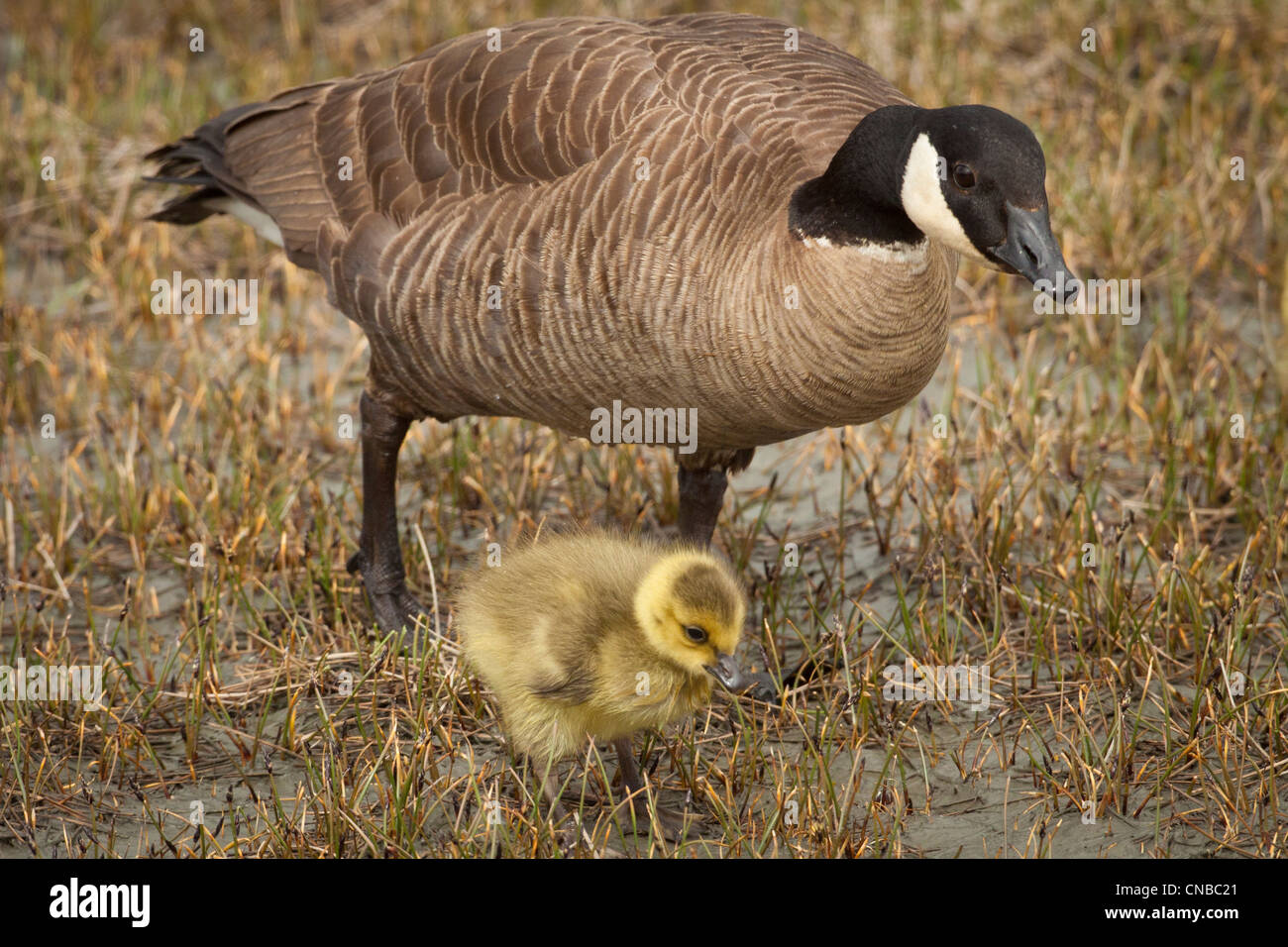 Eine Mutter Kanadagans wacht über ihre Gosling in der Nähe von einem Teich in Anchorage, Alaska Yunan, Sommer Stockfoto