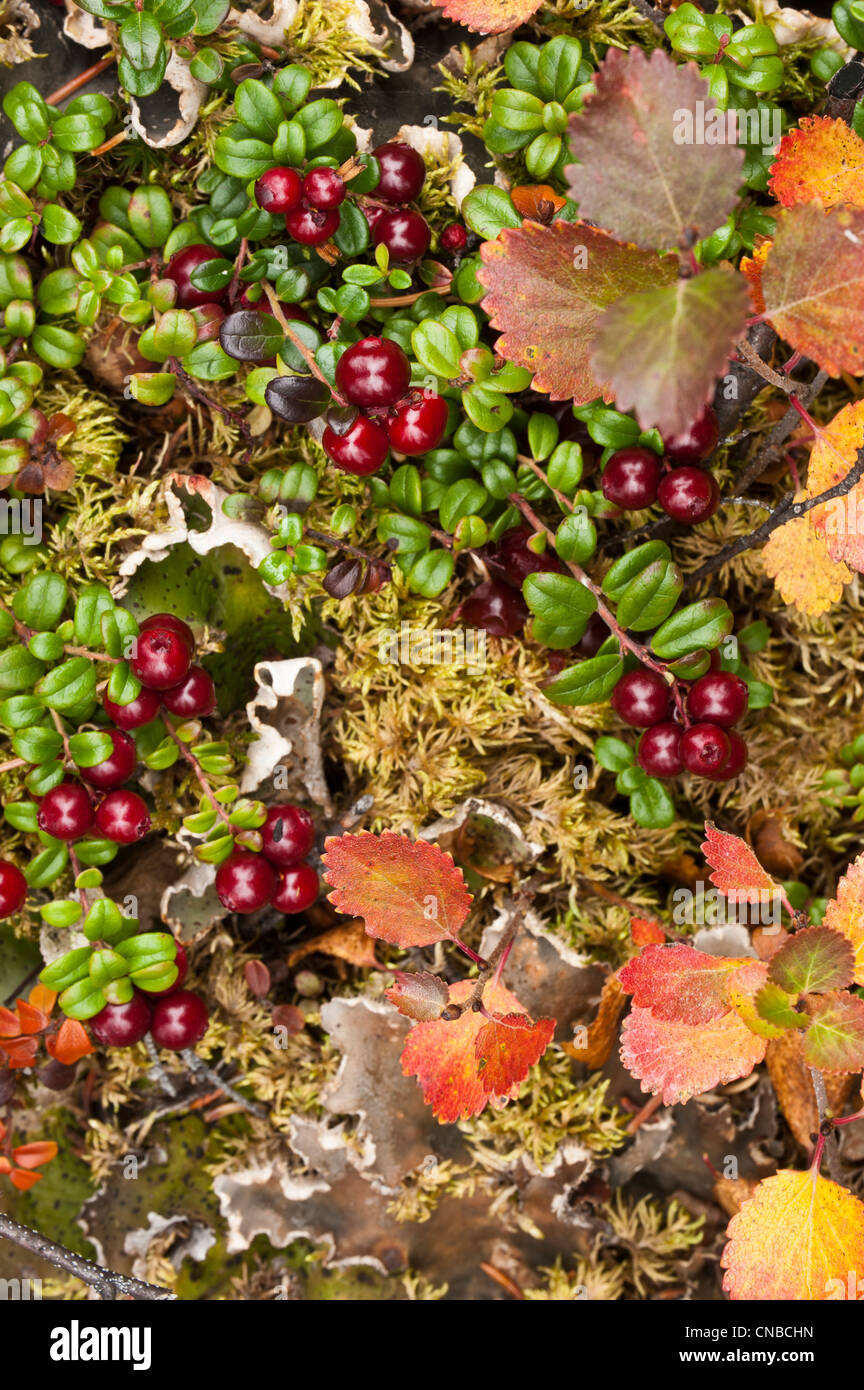 Nahaufnahme eines niedrigen Busch Moosbeere und Zwerg Birke bieten Farben in die alpine Tundra, Denali National Park & Preserve Stockfoto