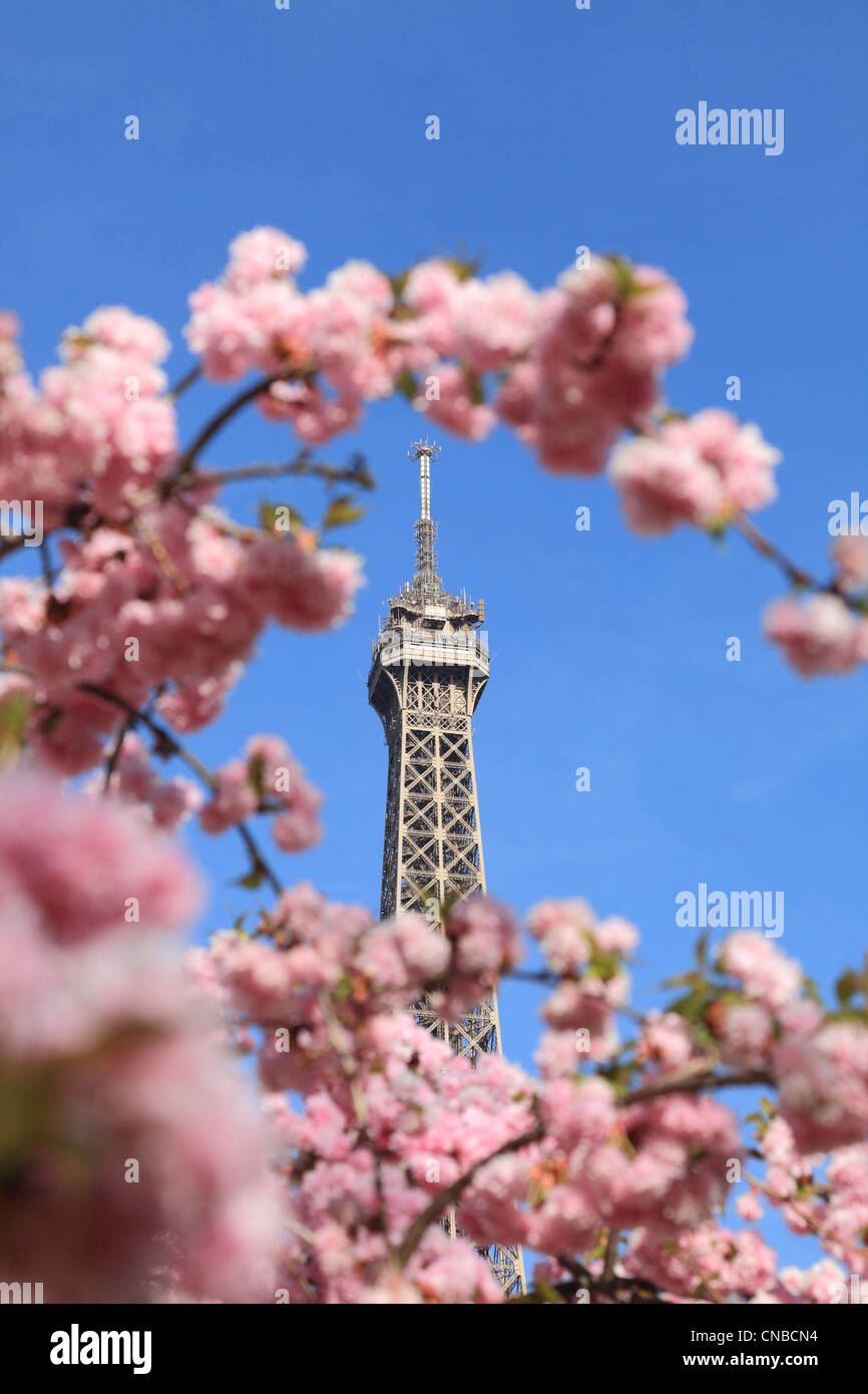 Detail des oberen Teils der Eiffel Tour im Frühjahr durch Zweige der blühenden Baum gesehen. Stockfoto