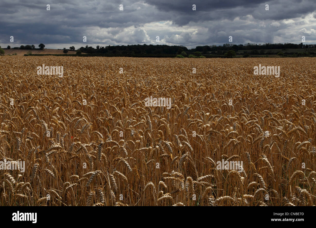 Weizenfeld unter ein stimmungsvoller Himmel im ländlichen Warwickshire, England Stockfoto