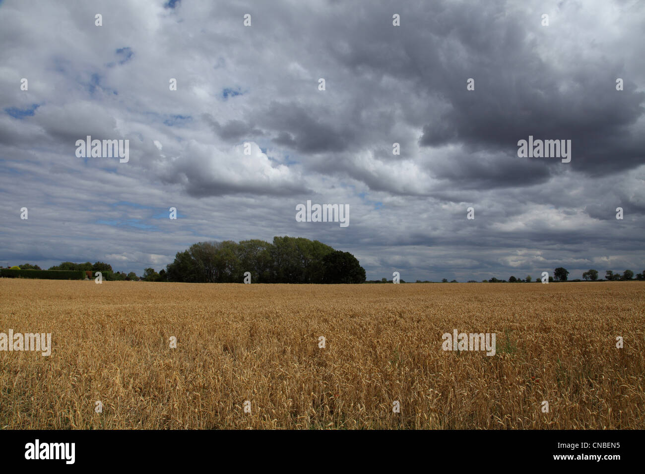 Weizenfeld unter ein stimmungsvoller Himmel in Warwickshire, England Stockfoto