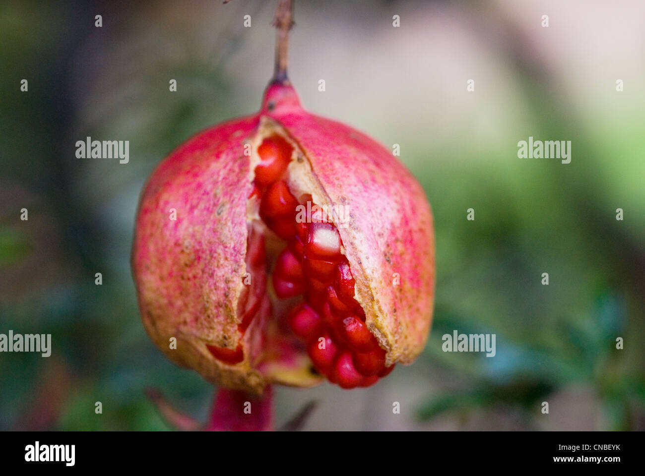 Granatapfel-Frucht am Baum Aufplatzen zeigen die reifen Samen in der Makrofotografie. Stockfoto