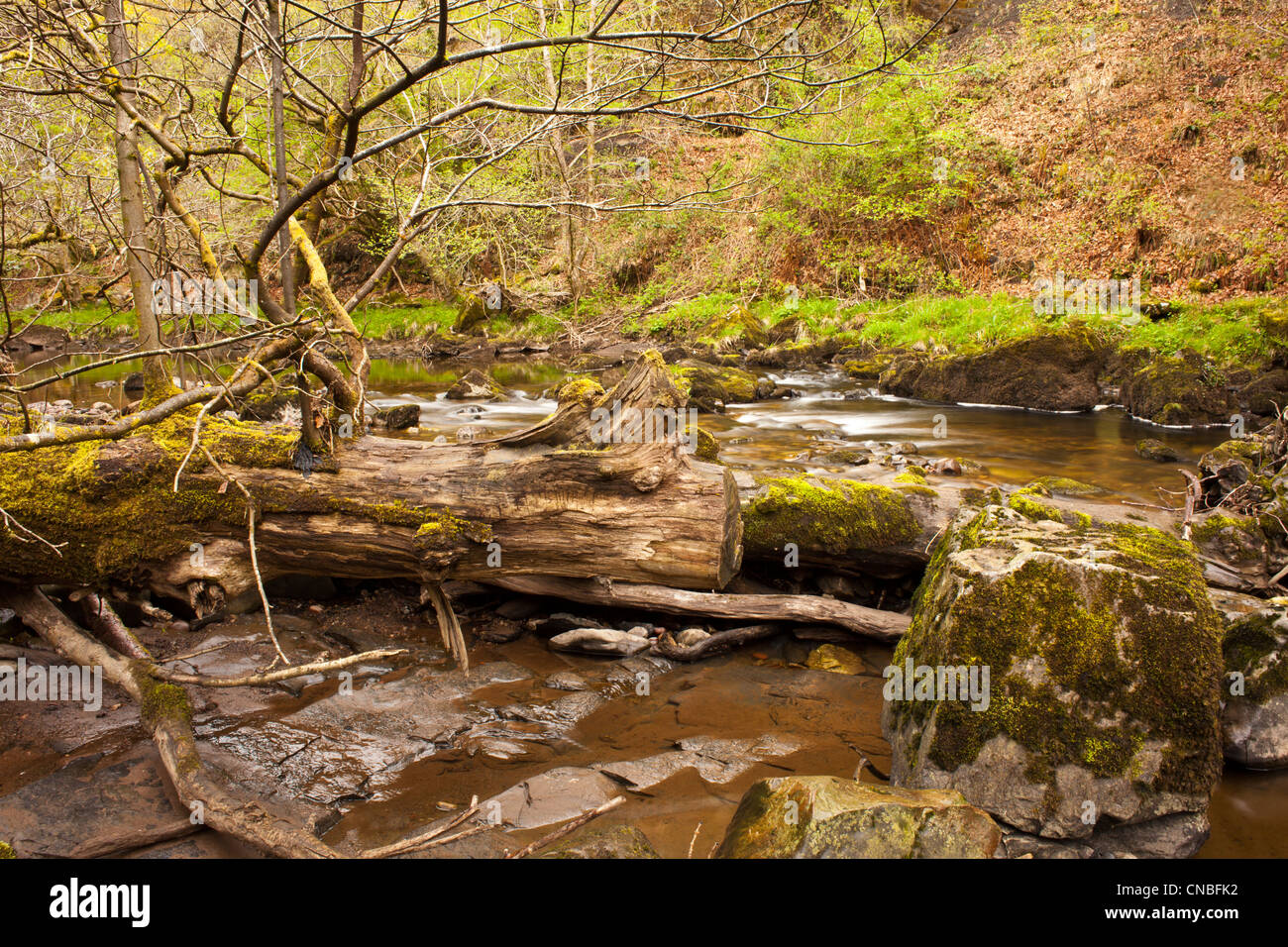 Wasserfälle, Bergfluss und feuchten Wäldern im Tal am Ystradvelte in Brecon Beacons, Wales, Großbritannien. Stockfoto