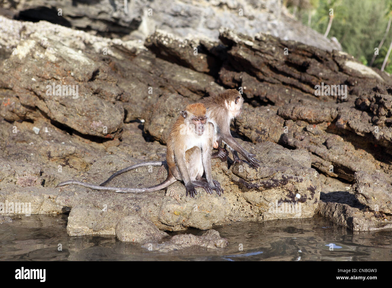Long-Tail-Makaken abtrocknen nach dem Schwimmen am Ao Nang Beach.  Krabi, Thailand, Südostasien, Asien Stockfoto
