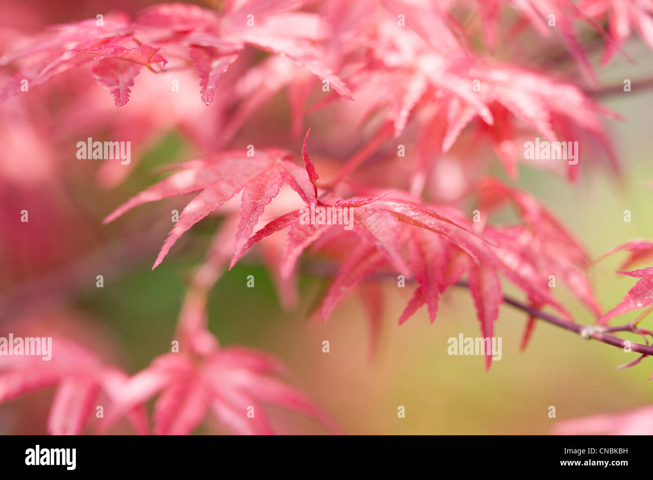 Acer Palmatum 'Deshojo' Stockfoto