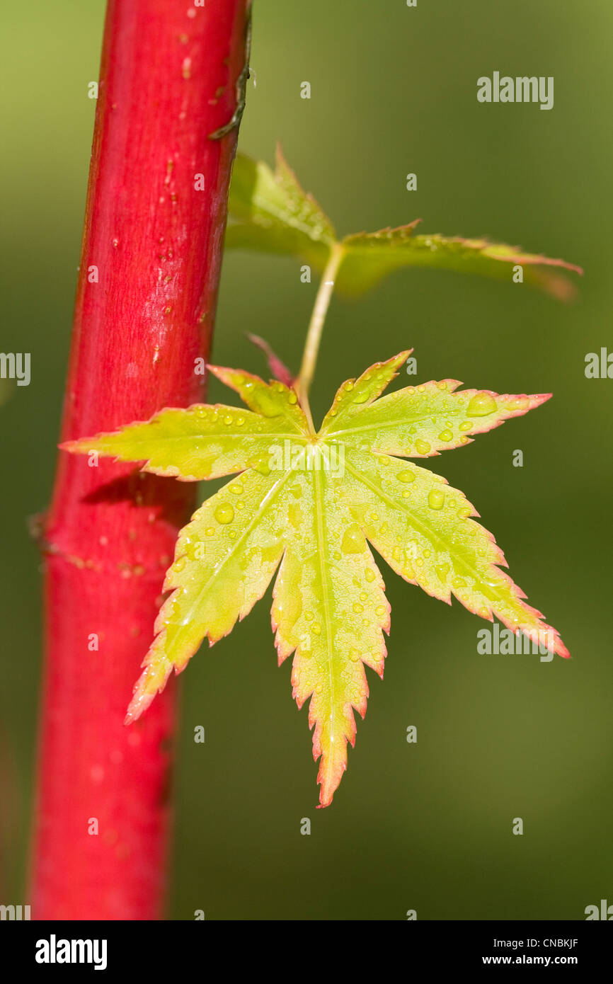 Acer Palmatum "Sango Kaku" mit roten Stängel und Blätter Stockfoto