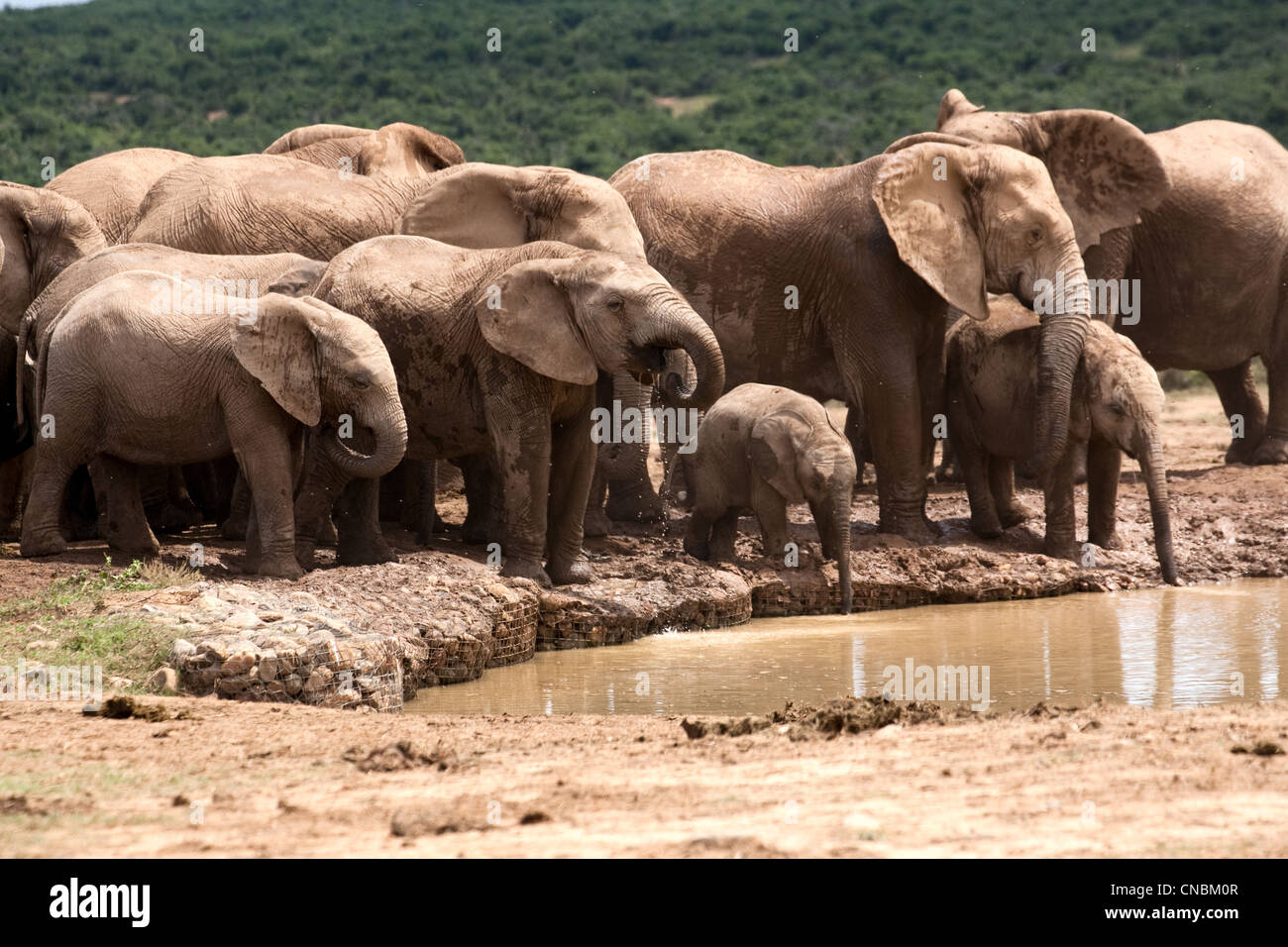 Elefant im Wasserloch Addo Elephant Park, Garden Route, Südafrika Stockfoto