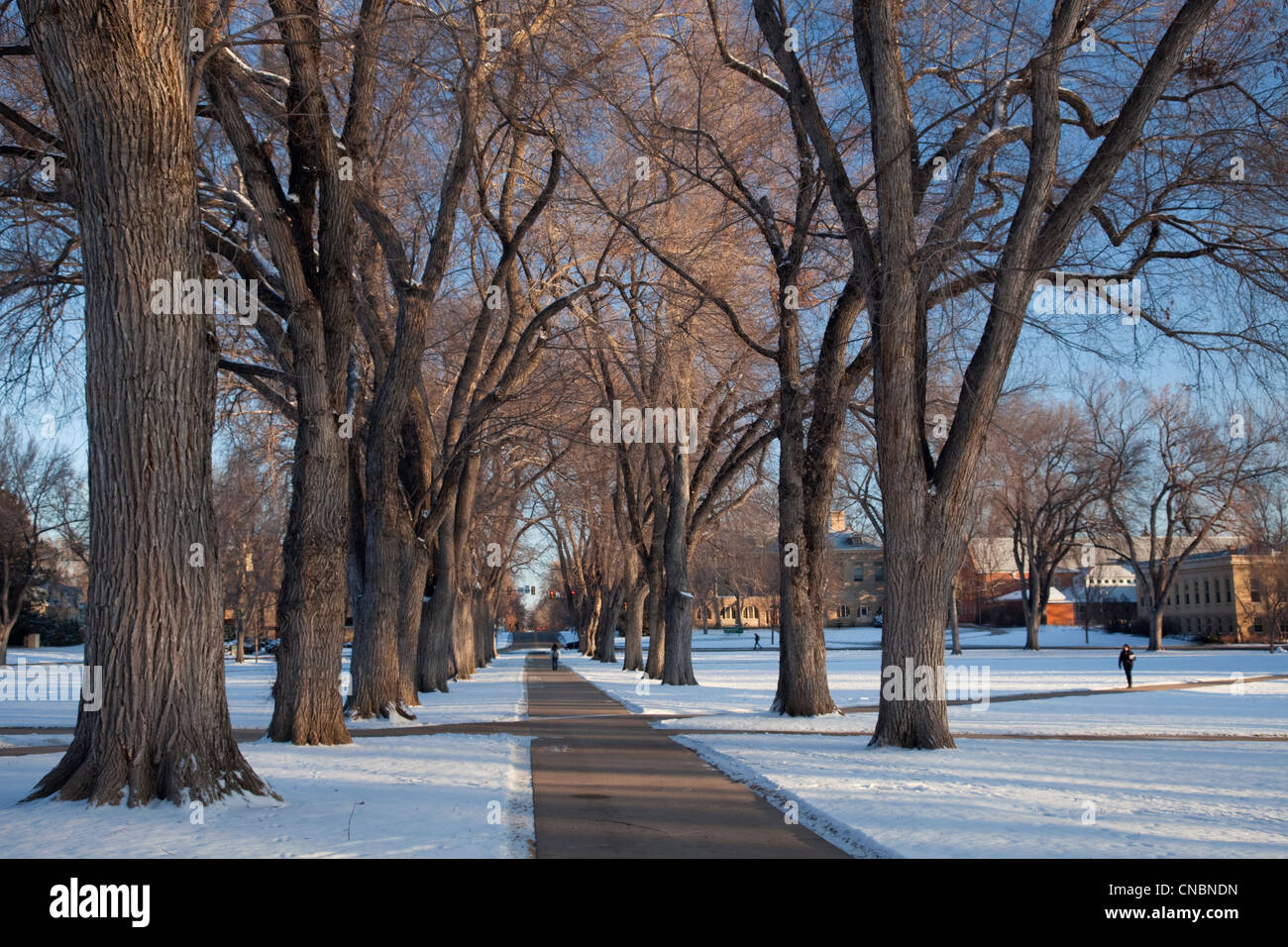 Allée des alten Ulmen - historische Oval in Colorado State University Campus, Fort Collins Wintermorgen Stockfoto