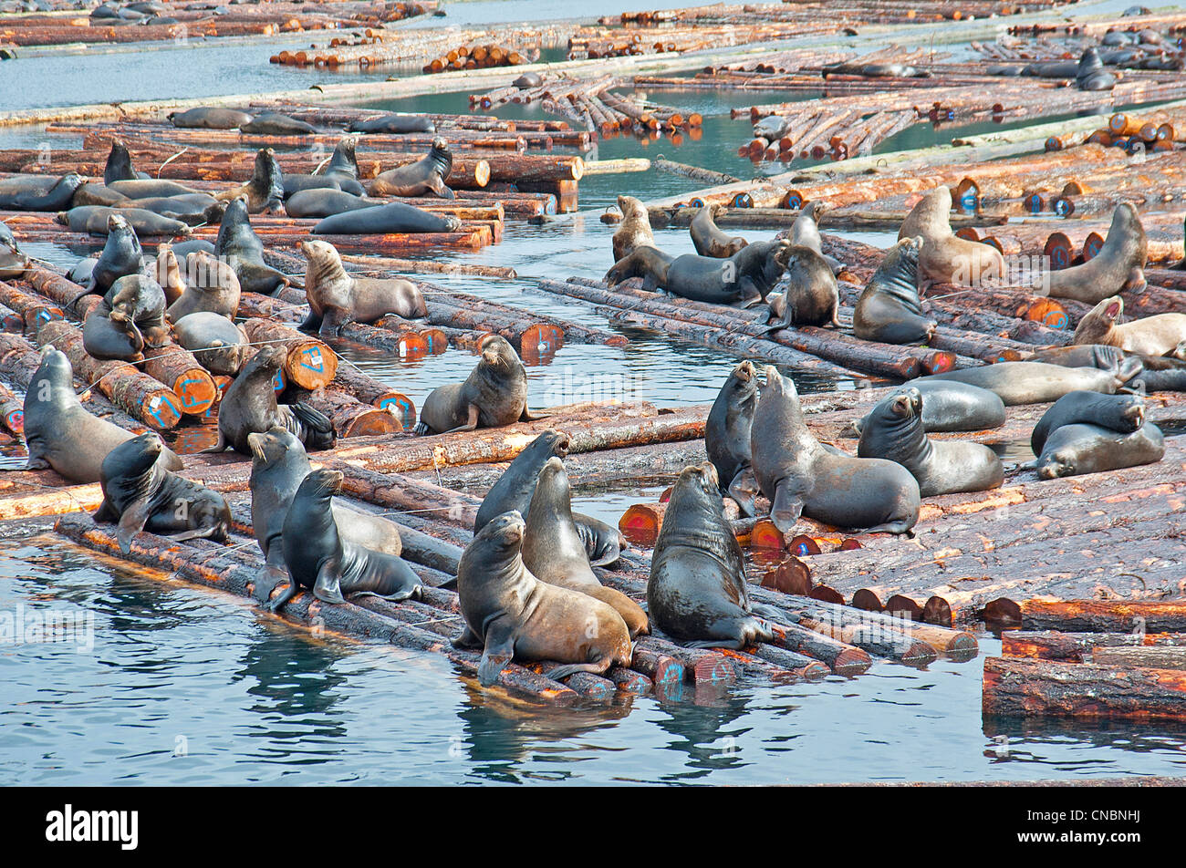 Steller und Califonia Seelöwen bei Craig Bay Protokollierung Yard, Nanoose Bay Vancouver Island, BC.  SCO 8101 Stockfoto