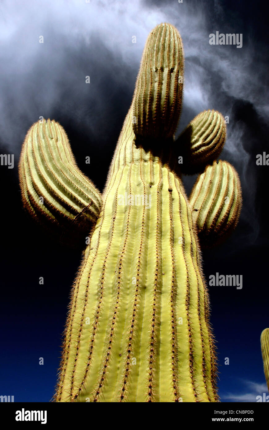 Saguaro Kaktus, Tonto National Monument, Arizona. Stockfoto