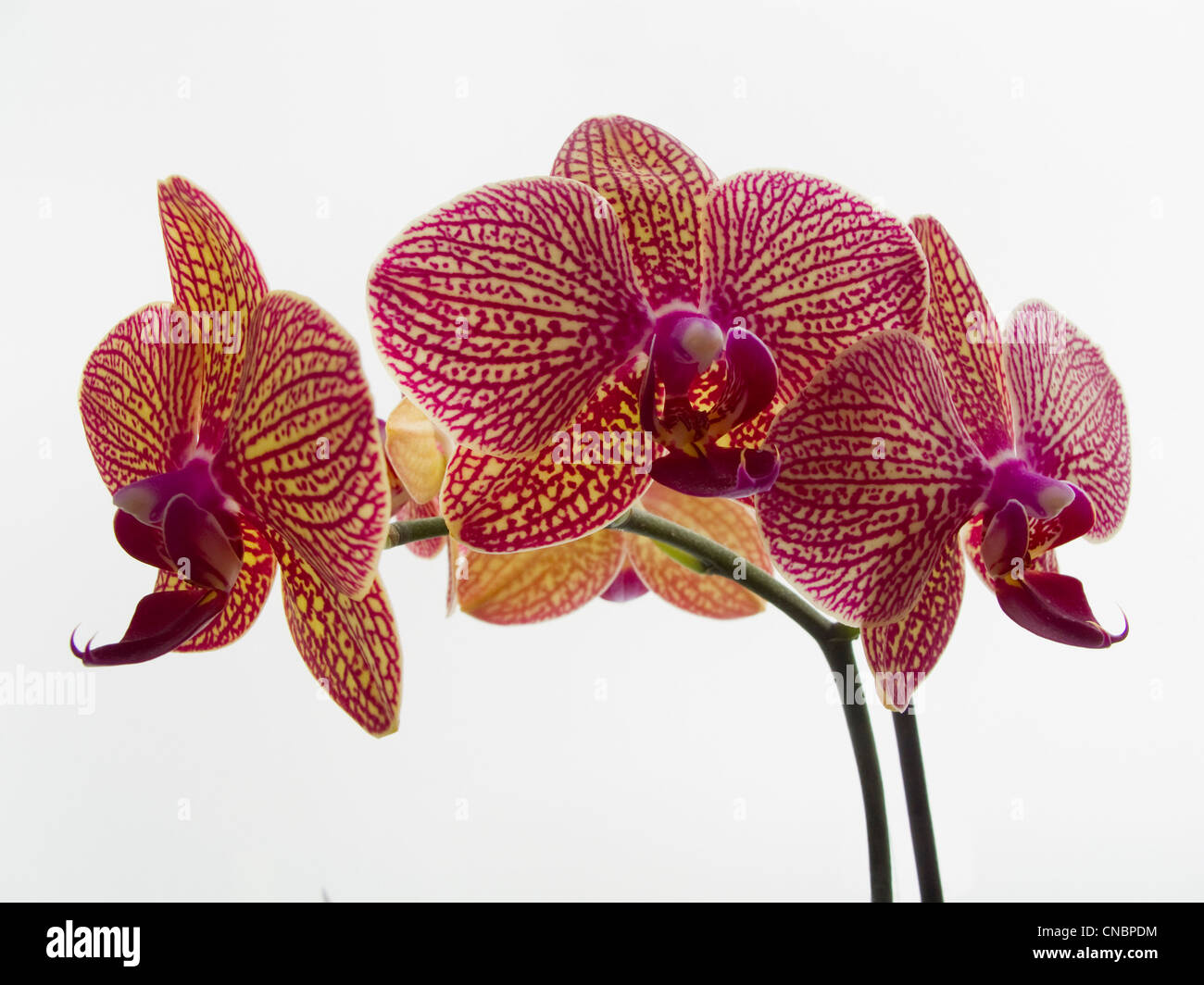 Eine Orange und Pink Orchid gegen weiß Stockfoto