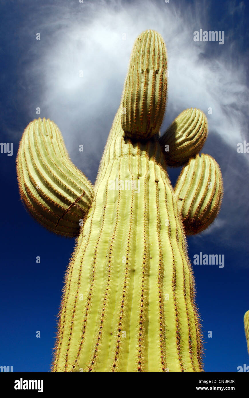 Saguaro Kaktus, Tonto National Monument, Arizona. Stockfoto