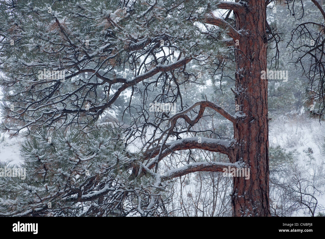 Kiefer in fallenden Schnee - Winter Landschaft Hintergrund Stockfoto