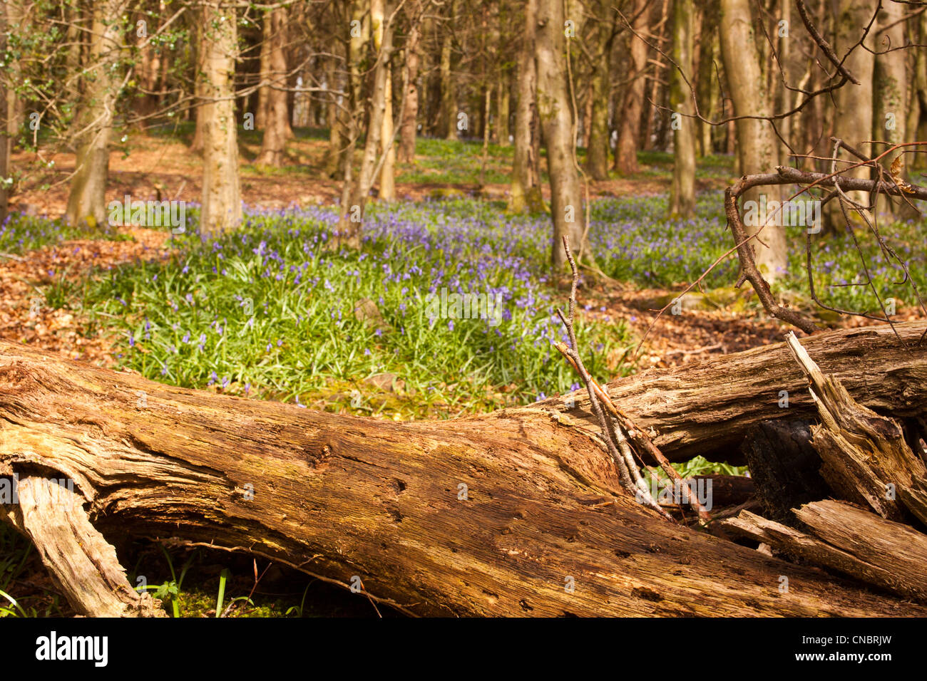 Glockenblumen Teppichboden eine alte Buche Waldboden im Frühling. Stockfoto