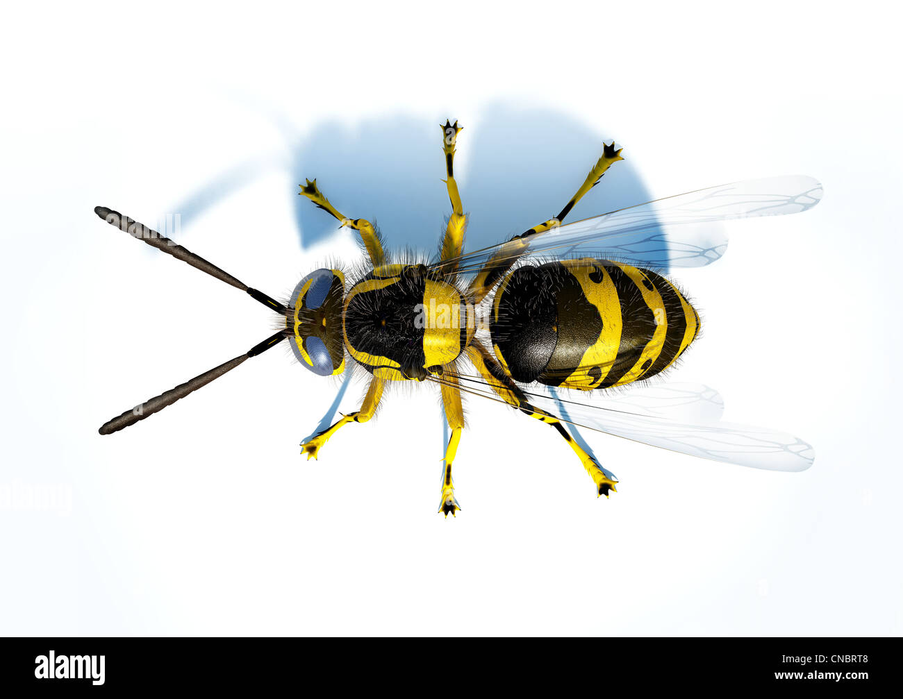 Hornet Wespe auf weiße Fläche von oben betrachtet. Stockfoto
