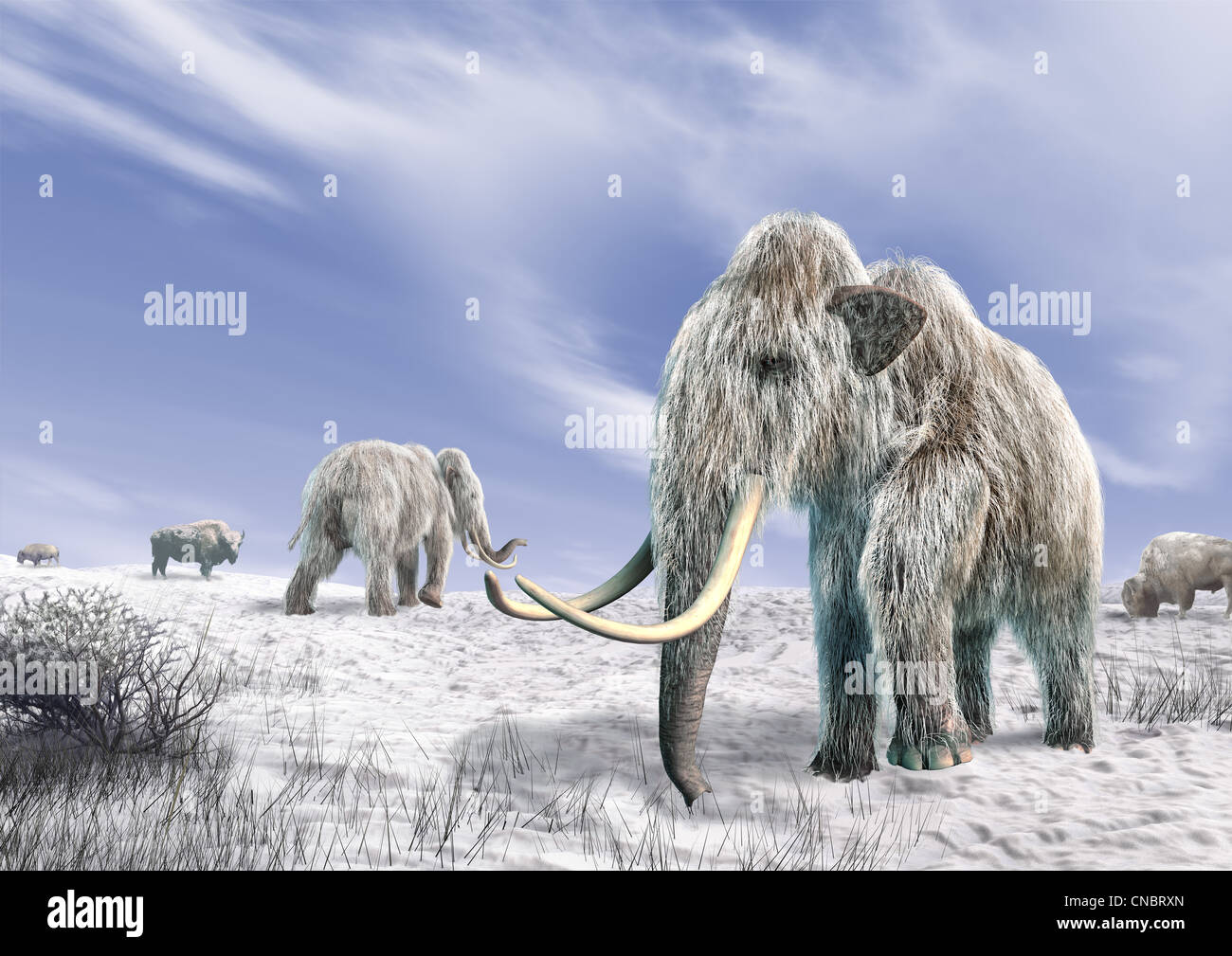 Zwei Mammut in einem Feld bedeckt von Schnee, mit einigen Büschen und ein paar Bisons. Blauer Himmel mit Wolken im Hintergrund. Stockfoto