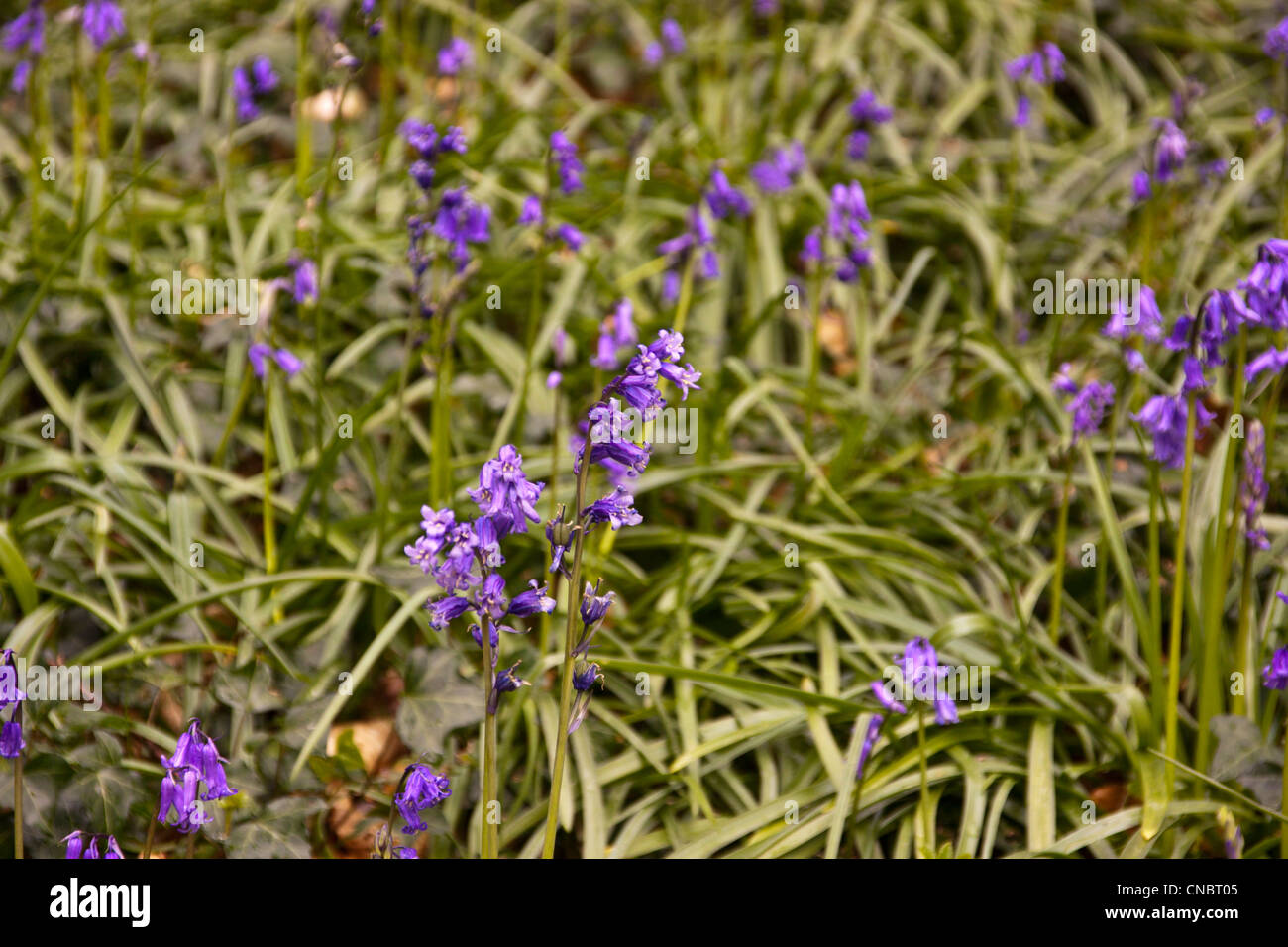 Glockenblumen Teppichboden eine alte Buche Waldboden im Frühling. Stockfoto