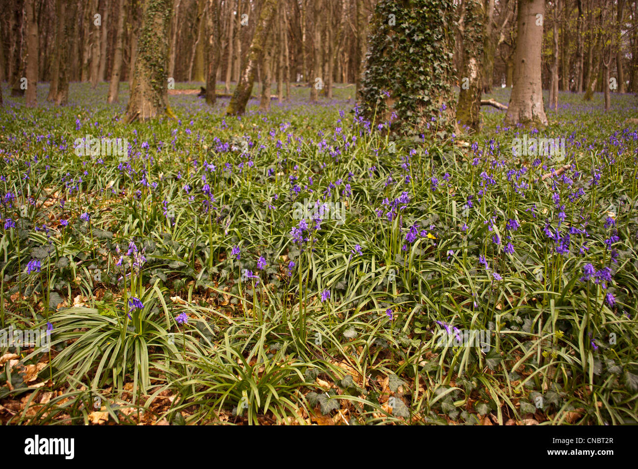 Glockenblumen Teppichboden eine alte Buche Waldboden im Frühling. Stockfoto