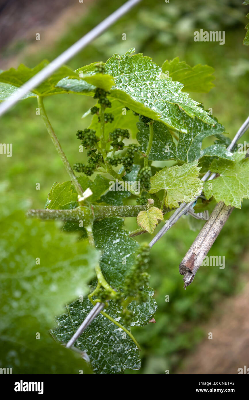 Makroaufnahme von Weintrauben im frühesten Stadium des Wachstums. Dies geschieht in den ersten Wochen des Sommers. Stockfoto