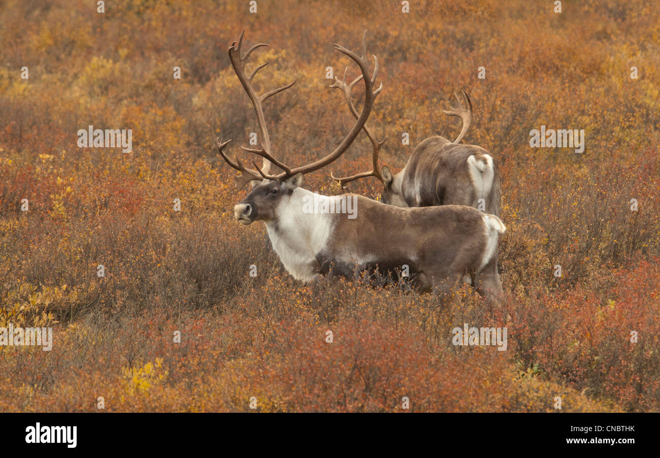 Caribou (Rangifer Tarandus) Stier-Denali Nationalpark, Alaska. Tundra in Herbstfarben. Stockfoto