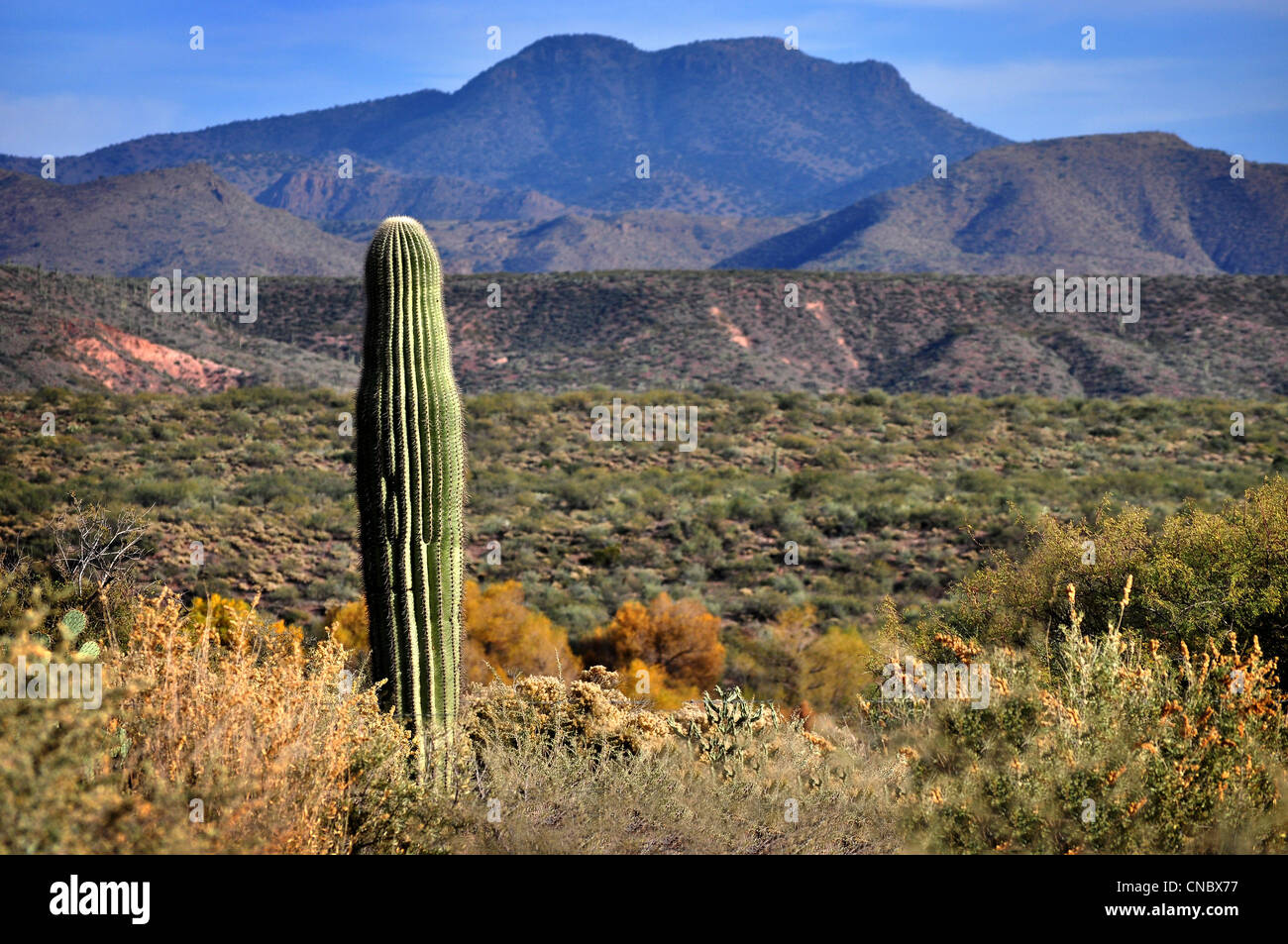 Arizona Wüstenlandschaft mit Kaktus im Herbst Stockfoto