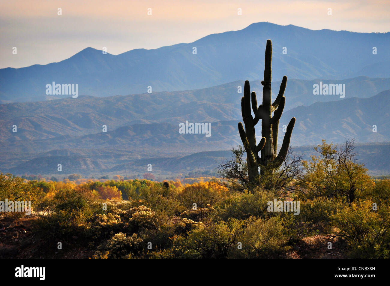 Arizona Wüste Landschaft mit Kaktus im Herbst Stockfoto