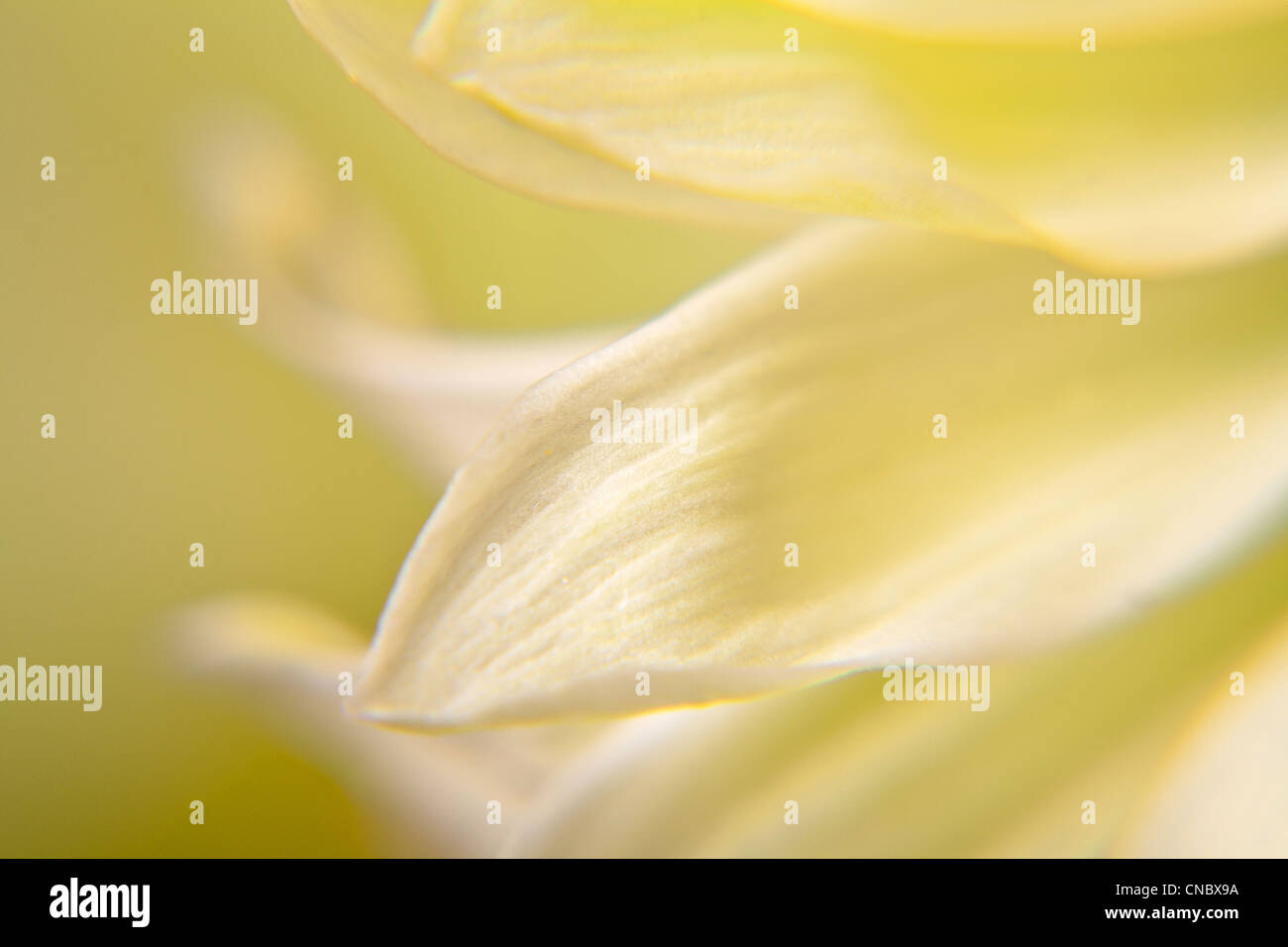 In der Nähe von Daisy Blütenblätter Stockfoto