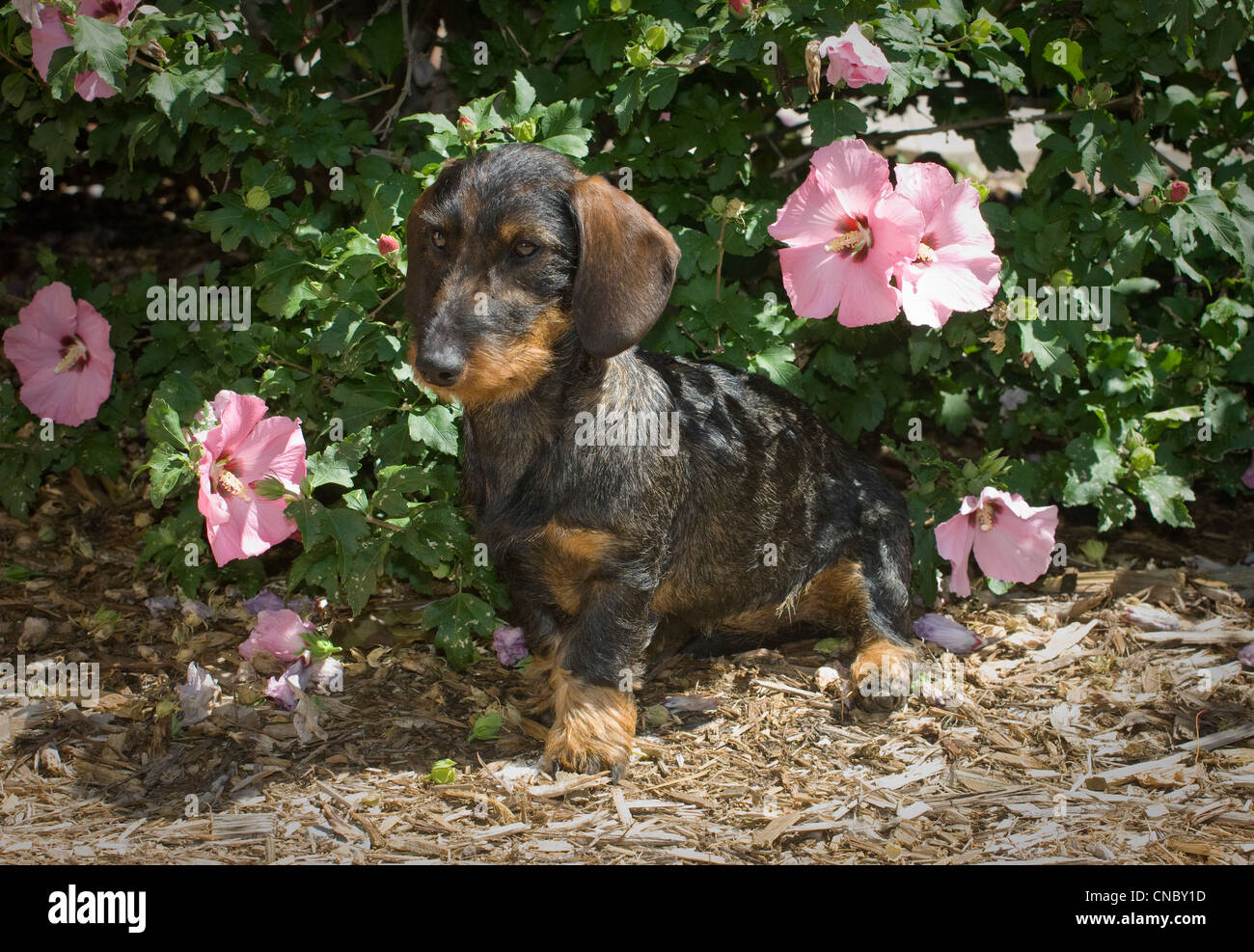 Rauhaar Dackel sitzend Stockfoto