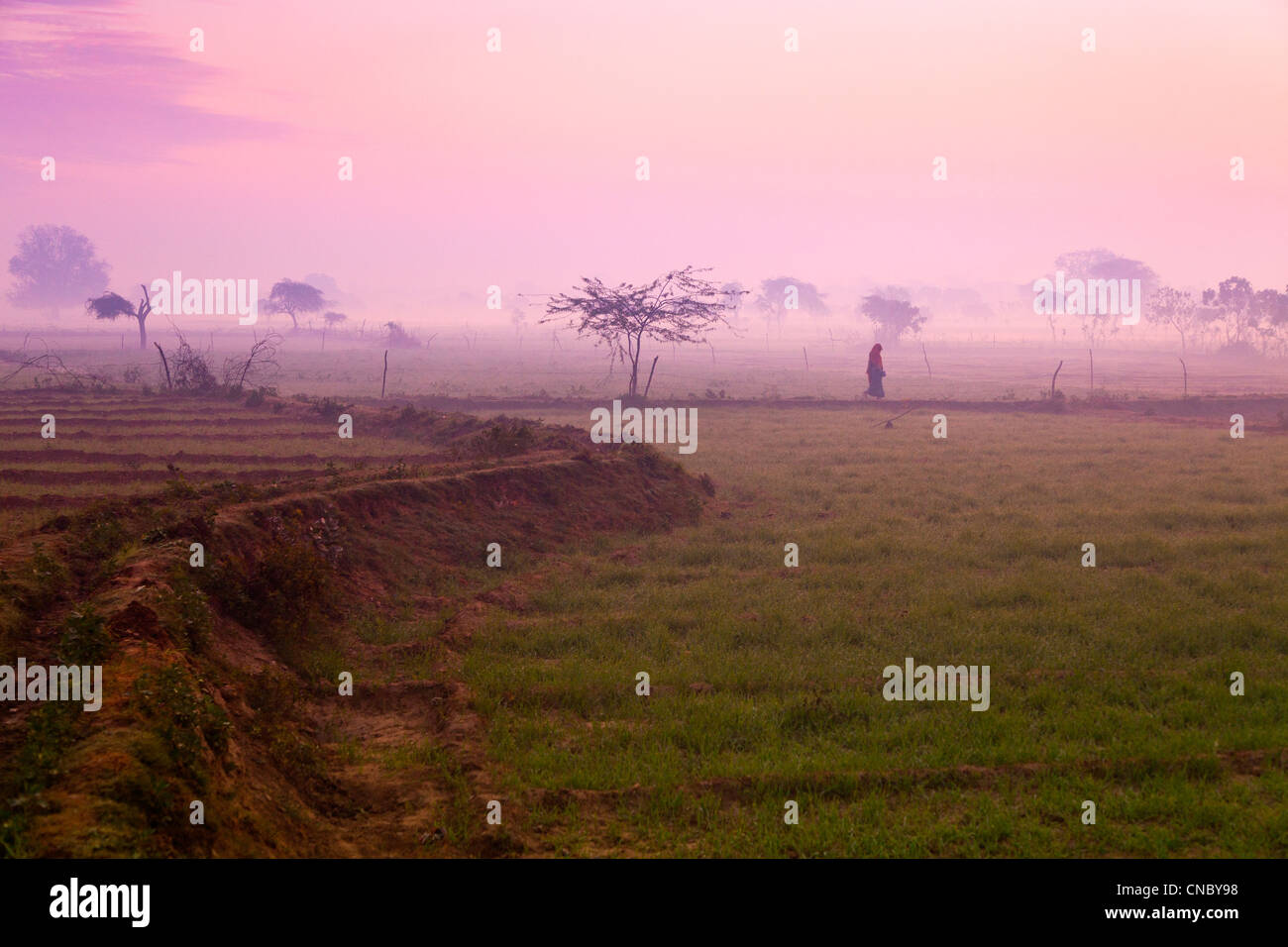Indien, Uttar Pradesh, Morgendämmerung über Felder in der Nähe von Agra Stockfoto