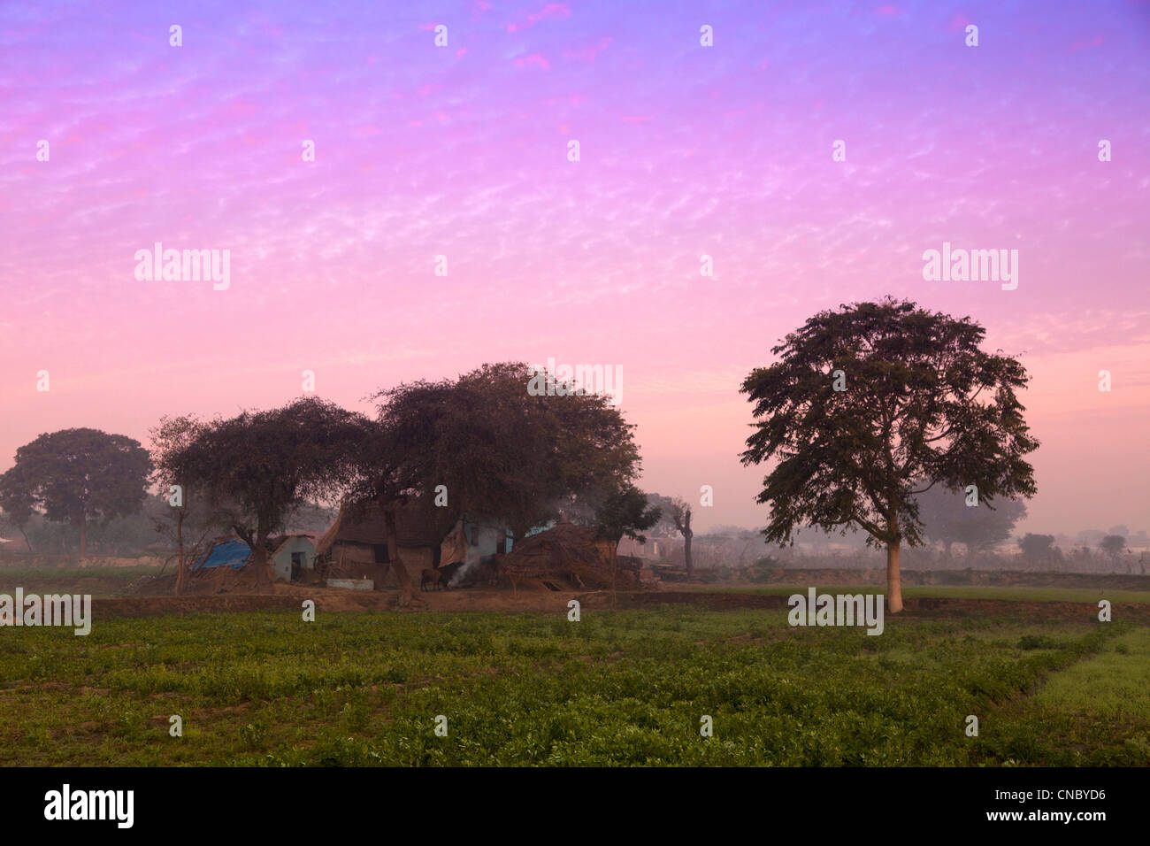 Indien, Uttar Pradesh, Agra, typisch ländlichen Blick auf Felder und Bauernhof Wohnung Stockfoto