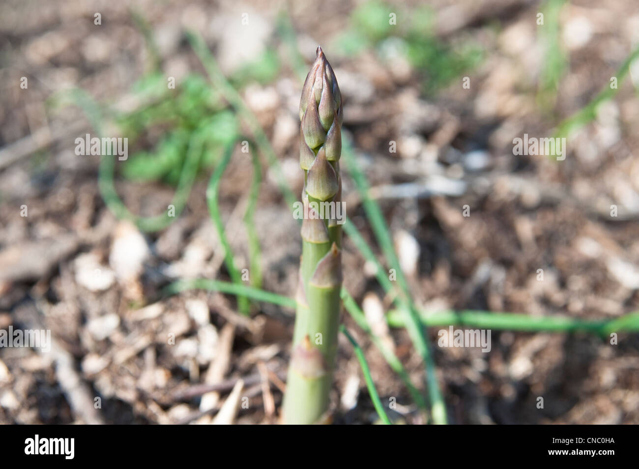 Neue Triebe/Spargelstangen [Spargel Officinalis] wachsen im Boden in einem Garten in New Jersey, USA. Stockfoto