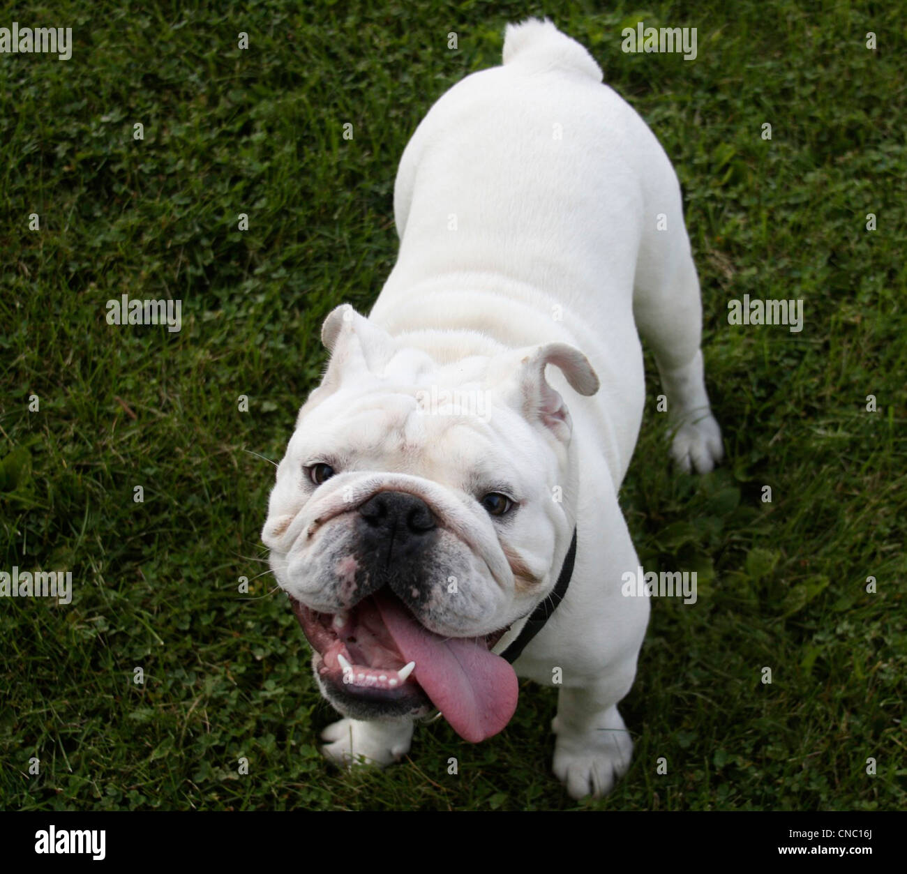 Glücklich weiße englische Bulldogge draußen auf der Wiese Stockfoto