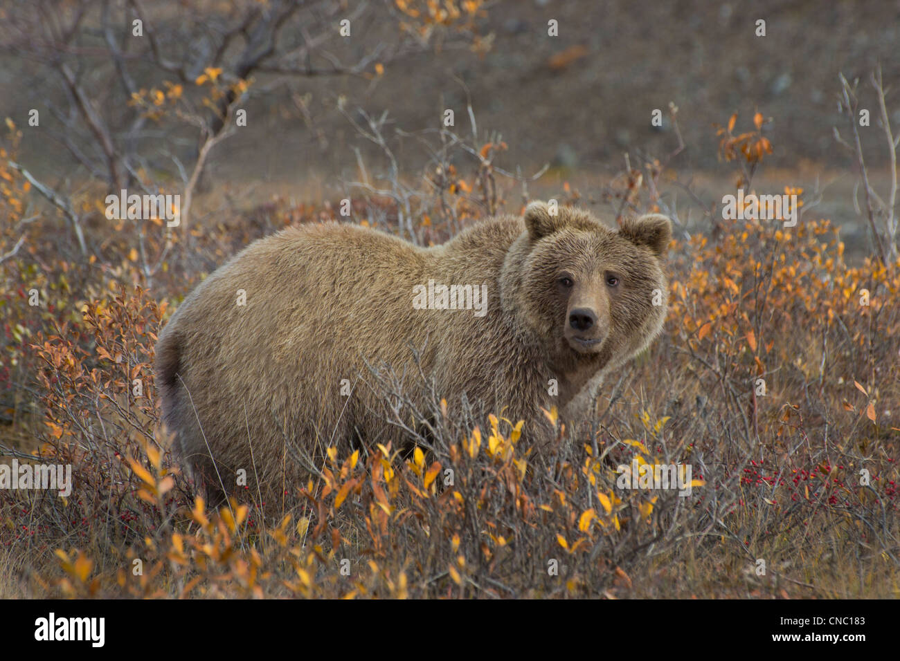 Grizzly Bär (Ursus Arctos) in den bunten Herbst Tundra Denali Nationalpark, Alaska Stockfoto