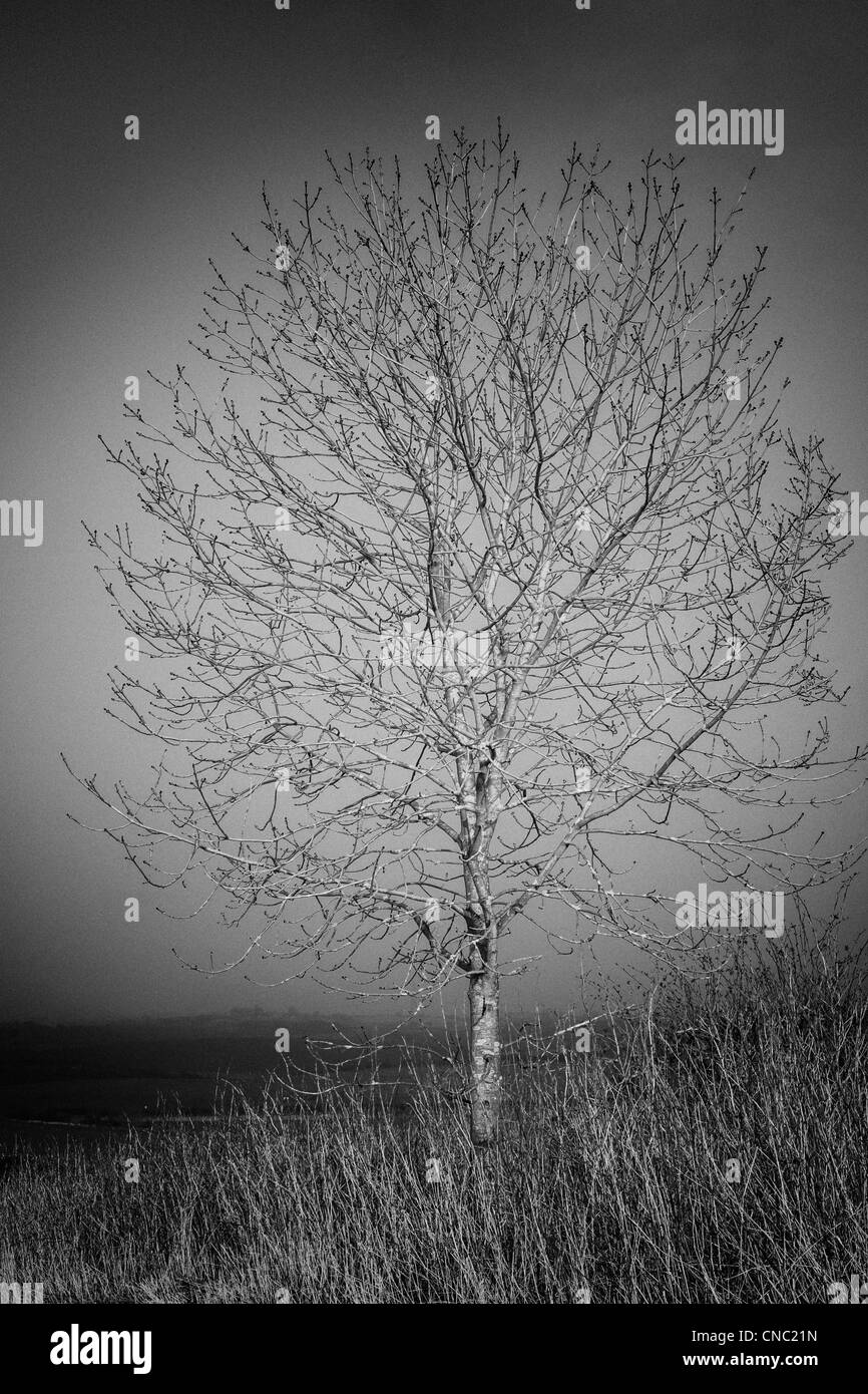 Ein einzelner blattlosen Baum mit Gräsern im Vordergrund in schwarz / weiß Stockfoto