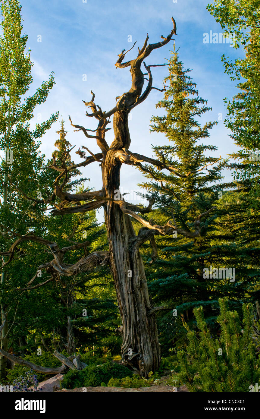Alten Knarled Baum im Wald Stockfoto