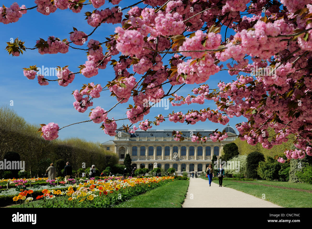 Frankreich, Paris, Museum of Natural History, die Pflanzen-Gärten und der großen Galerie der Evolution Stockfoto