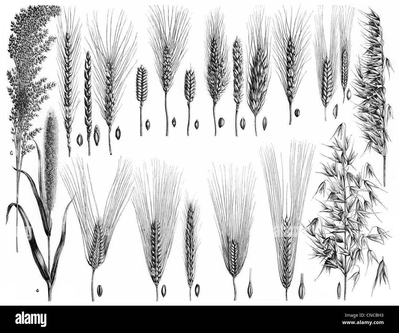 Darstellung der verschiedenen Arten von Getreide Stockfoto