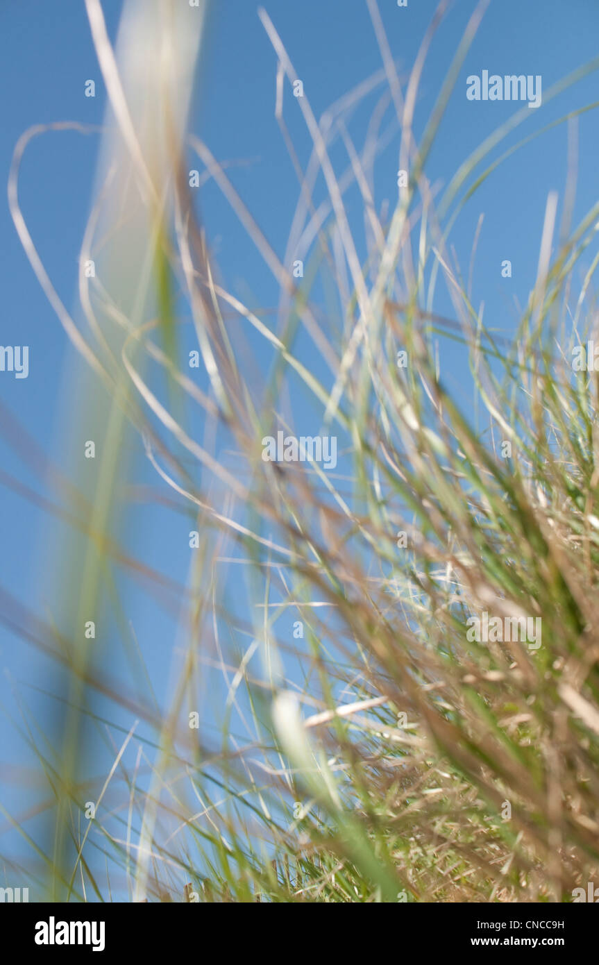 Dune Grass [oder Dünengebieten Grass] an einem Strand in Ogunquit, Maine, New England, USA, mit leuchtend blauen Sommerhimmel. Stockfoto