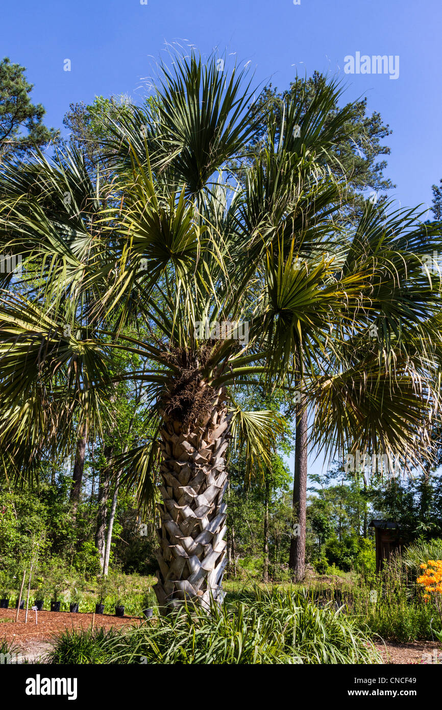 Maya-Palme, Sabal Guatemalensis, Mercer Arboretum und Botanical Gardens in Spring, Texas. Stockfoto