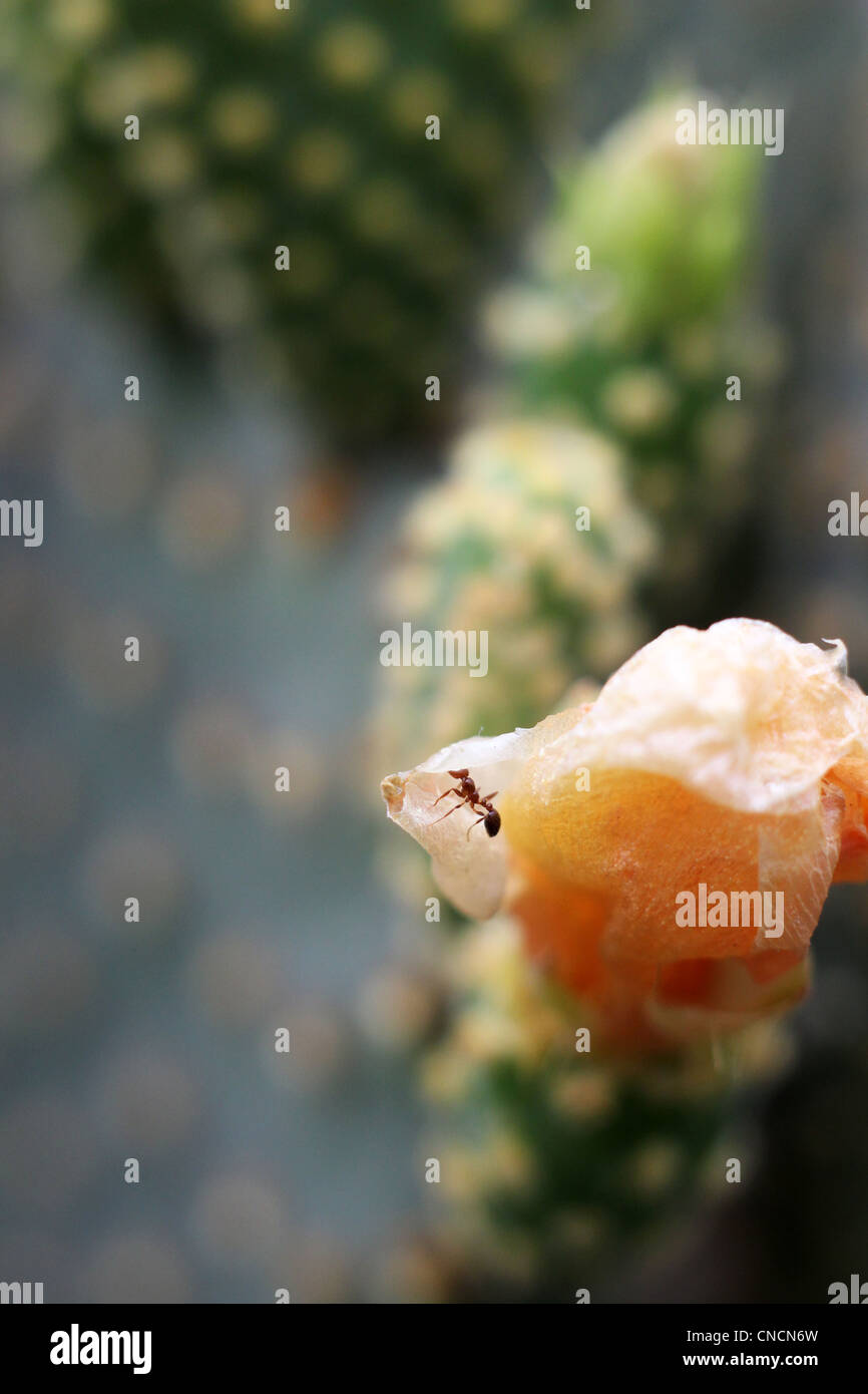 Ameise auf eine Kaktus-Blume auf der Suche nach Nahrung. Stockfoto